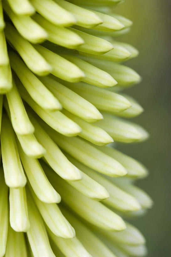 无人,竖图,室外,特写,白天,热情,美景,植物,许多,景观,很多,图像,花蕾,黄色,自然,概念,生物,景色,摄影,焦点,自然风光,主题,肌理,思念,构图,火把莲,火炬百合,火炬花,式样,彩图,全画面,全框架,全帧,剑叶兰,时空,全画幅,百合科