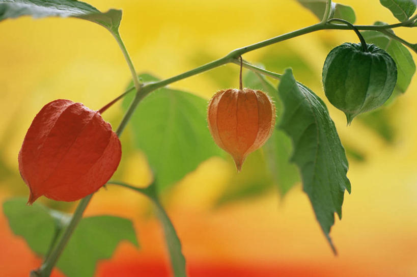 无人,横图,室内,特写,美景,百合花,静物,叶子,照明,橙色背景,灯笼,纸灯笼,景观,灯笼果,图像,自然,灯具,概念,橙色,景色,摄影,照亮,照明设备,自然风光,主题,强瞿,构图,宫灯百合,百合蒜,倒仙,番韭,山丹,彩图,影棚拍摄,灯笼百合,宫灯花,圣诞百合,百合科