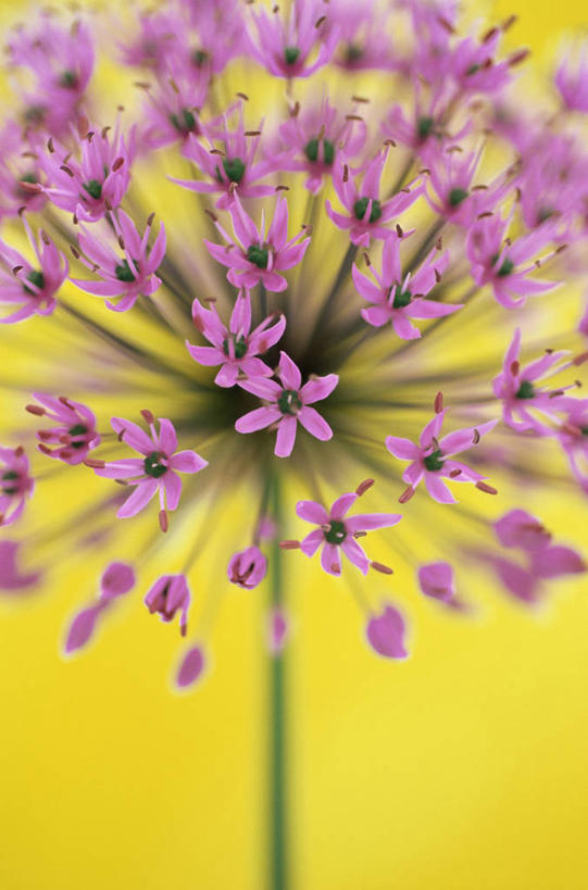 无人,竖图,彩色,室内,特写,美景,静物,黄色背景,盛开,景观,茎,图像,花蕾,花,花瓣,花朵,鲜花,一朵,一个,粉色,黄色,紫色,自然,花苞,花蕊,概念,球体,景色,摄影,单个,五颜六色,色彩斑斓,自然风光,主题,五彩缤纷,五彩斑斓,构图,三维图形,五光十色,彩图,影棚拍摄,洋葱花,百合科