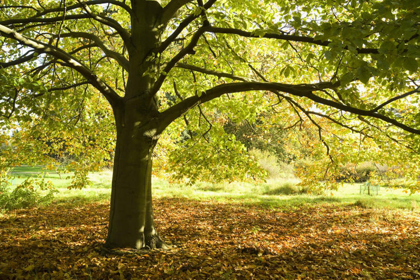 无人,横图,室外,白天,美景,景观,图像,树,树干,自然,概念,景色,季节,摄影,自然风光,主题,山毛榉,落叶树,麻栎金刚,山毛榉树,构图,秋天,彩图,美国山毛榉,时空