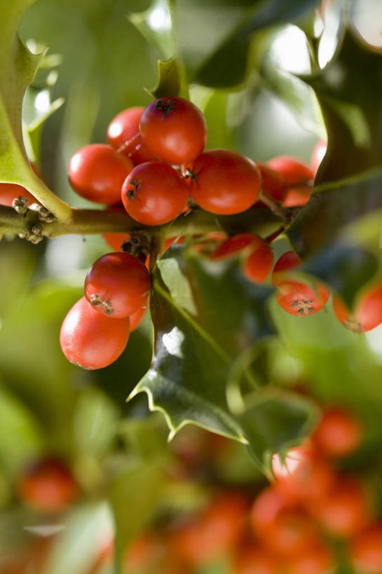 无人,竖图,室外,特写,白天,美景,植物,浆果,圣诞节,许多,锐利,景观,冬天,种子,很多,图像,冬青树,红色,自然,概念,景色,季节,摄影,锋利,尖锐,焦点,荆棘,自然风光,主题,构图,彩图,时空,法定假日