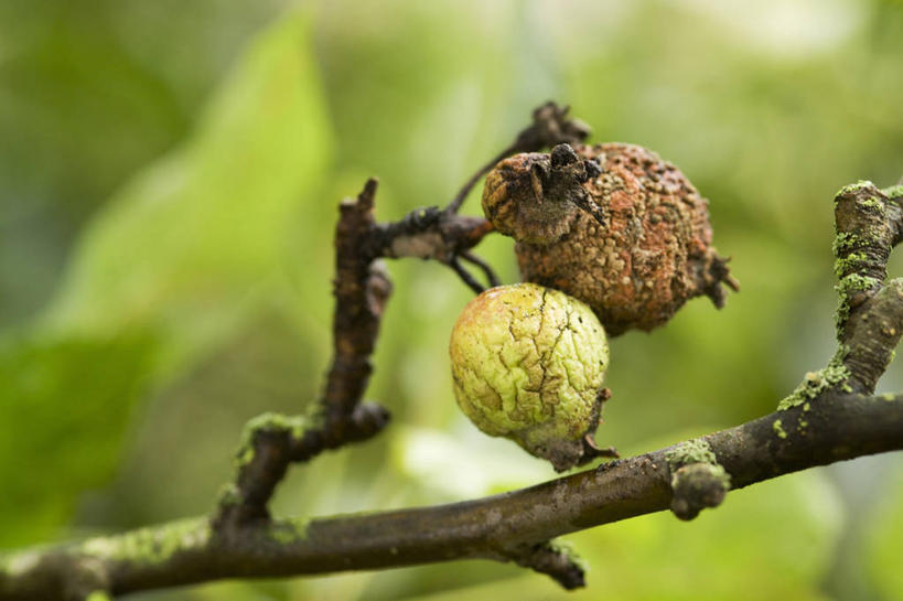 无人,横图,室外,特写,白天,苹果,水果,新鲜,生食,食品,果实,枝,图像,食物,绿色,自然,摄影,有机食品,绿色食品,腐烂,主题,苹果树,构图,腐败,腐臭,腐朽,彩图,时空,对焦