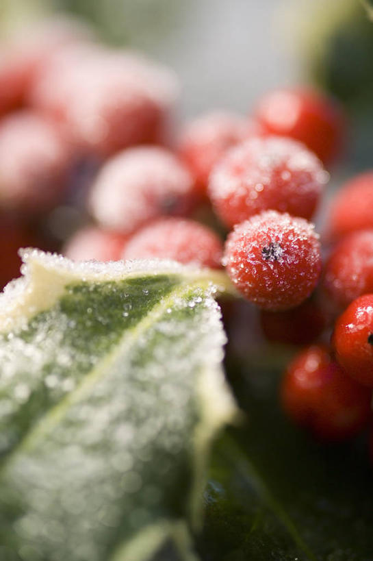 无人,竖图,室外,特写,白天,美景,植物,浆果,圣诞节,许多,锐利,景观,冬天,种子,很多,图像,霜,冬青树,红色,自然,概念,景色,寒冷,季节,冷,摄影,锋利,尖锐,焦点,荆棘,自然风光,主题,构图,彩图,时空,法定假日