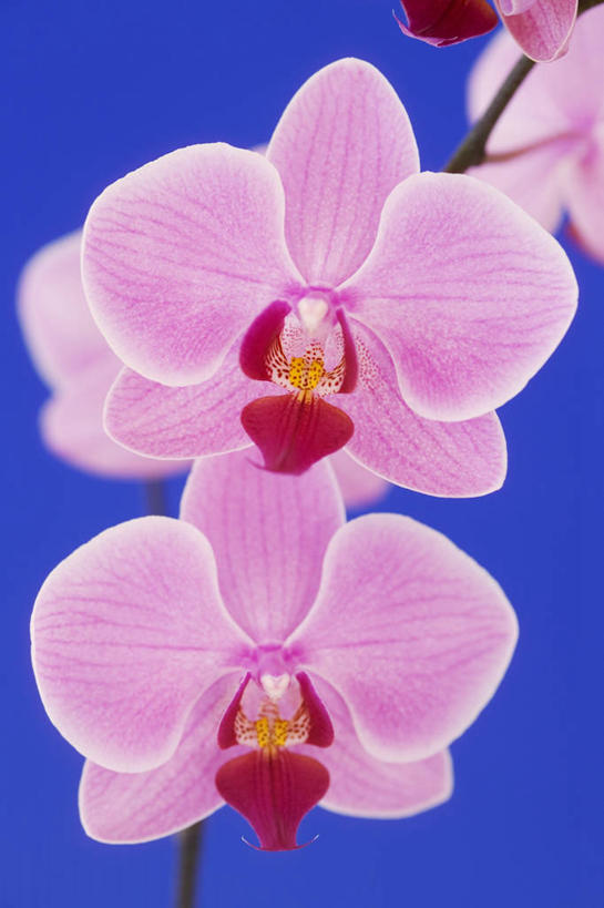 无人,竖图,室外,特写,白天,美景,蝴蝶兰,蓝色背景,景观,图像,两个,粉色,蓝色,自然,概念,景色,摄影,气候,热带气候,焦点,自然风光,主题,构图,兰花,彩图,时空