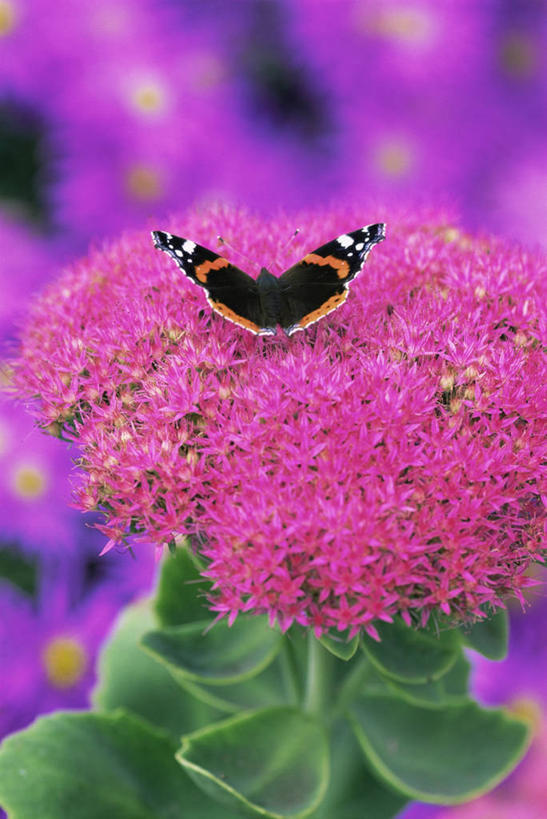 无人,竖图,室外,特写,白天,美景,植物,野生动物,蝴蝶,昆虫,景观,草药,药草,图像,中药,自然,动物,概念,景色,摄影,焦点,景天,自然风光,主题,药材,中草药,中药材,本草,构图,八宝,彩图,肉质植物,时空,包菜还阳,活血三七