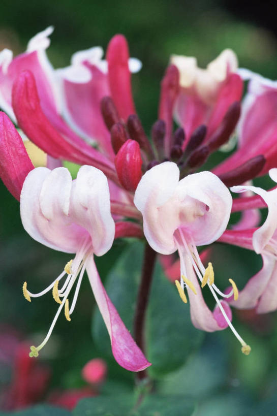 无人,竖图,室外,特写,白天,美景,景观,图像,粉色,自然,概念,景色,摄影,焦点,自然风光,主题,忍冬,构图,彩图,全画面,全框架,全帧,时空,全画幅