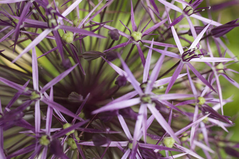 无人,横图,室外,特写,白天,美景,许多,景观,很多,图像,紫色,自然,概念,景色,摄影,焦点,自然风光,主题,构图,彩图,洋葱花,时空