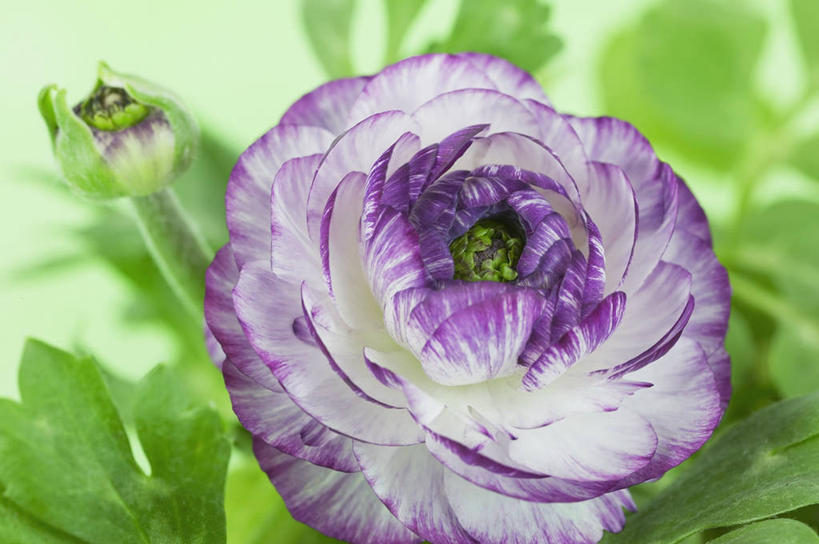 无人,横图,室内,室外,特写,美景,植物,绿色背景,盛开,景观,毛茛,草药,药草,图像,花蕾,中药,花,花瓣,花朵,鲜花,一朵,一个,紫色,自然,花苞,花蕊,概念,景色,摄影,单个,焦点,清新,自然风光,主题,药材,中草药,中药材,本草,老虎脚爪草,鱼疔草,构图,彩图,影棚拍摄,时空