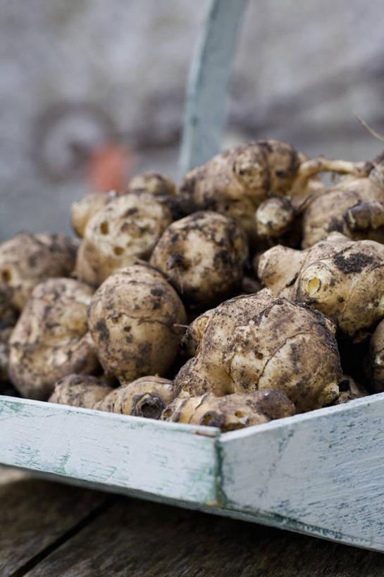 无人,竖图,室外,特写,白天,蔬菜,许多,食品,饮品,很多,图像,饮食,食物,饮料,自然,夏天,季节,摄影,人造,可口,主题,健康食物,洋姜,构图,适口,彩图,时空,对焦