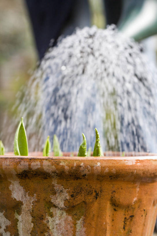 无人,竖图,室外,白天,运动模糊,水,叶子,喷壶,园艺,图像,自然,摄影,主题,自然现象,构图,彩图,时空