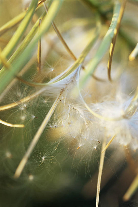 无人,竖图,室外,特写,白天,美景,景观,图像,自然,概念,景色,摄影,焦点,自然风光,主题,释放,构图,斯普利特,彩图,时空
