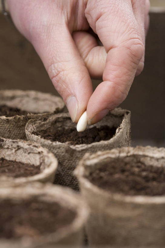 手,一个人,竖图,室外,特写,白天,仅一个女性,种植,园艺,种子,图像,浇水,自然,春天,手指,季节,播种,人体,摄影,部分,主题,构图,开端,休闲活动,彩图,时空,对焦