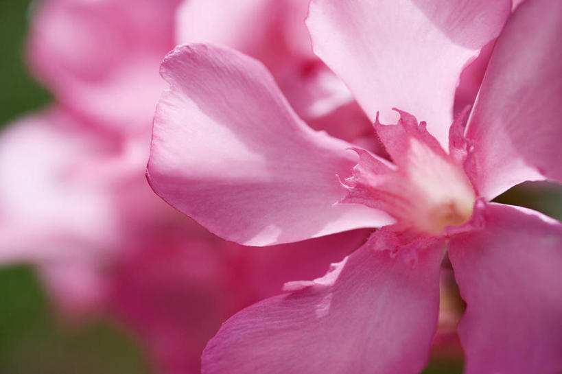 无人,横图,室外,特写,白天,美景,植物,景观,图像,花,粉色,自然,概念,景色,摄影,有毒物质,焦点,夹竹桃,自然风光,主题,构图,彩图,时空,状态