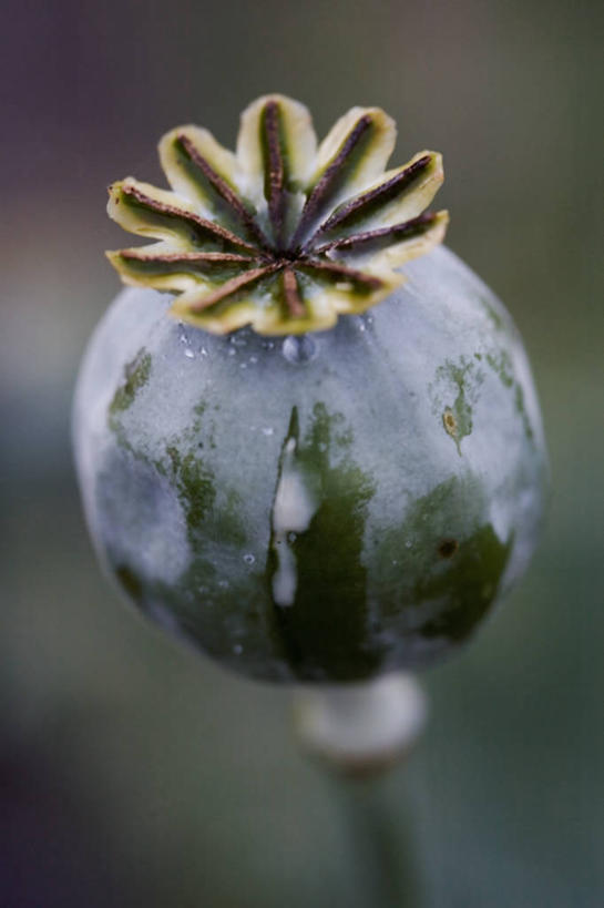 无人,竖图,室外,特写,白天,植物,罂粟,盛开,图像,花蕾,花,花瓣,花朵,鲜花,一朵,一个,白色,自然,花苞,花蕊,摄影,单个,主题,构图,鸦片,树液,彩图,分泌细胞,时空,对焦