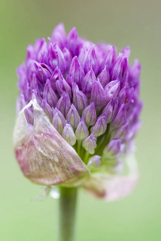 无人,竖图,室外,特写,白天,美景,盛开,景观,图像,花蕾,花,花瓣,花朵,鲜花,一朵,一个,紫色,自然,春天,花苞,花蕊,概念,景色,季节,摄影,单个,焦点,自然风光,主题,构图,彩图,洋葱花,时空