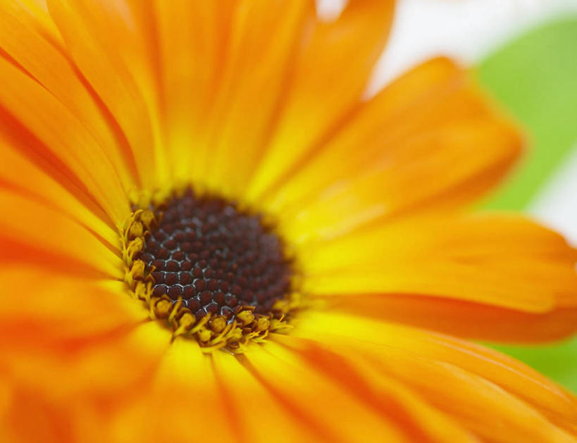 无人,横图,室内,特写,白色背景,美景,盛开,景观,万寿菊,图像,花蕾,花,花瓣,花朵,鲜花,一朵,一个,白色,自然,花苞,花蕊,概念,橙色,景色,摄影,单个,焦点,清新,自然风光,主题,构图,金盏花,彩图,影棚拍摄