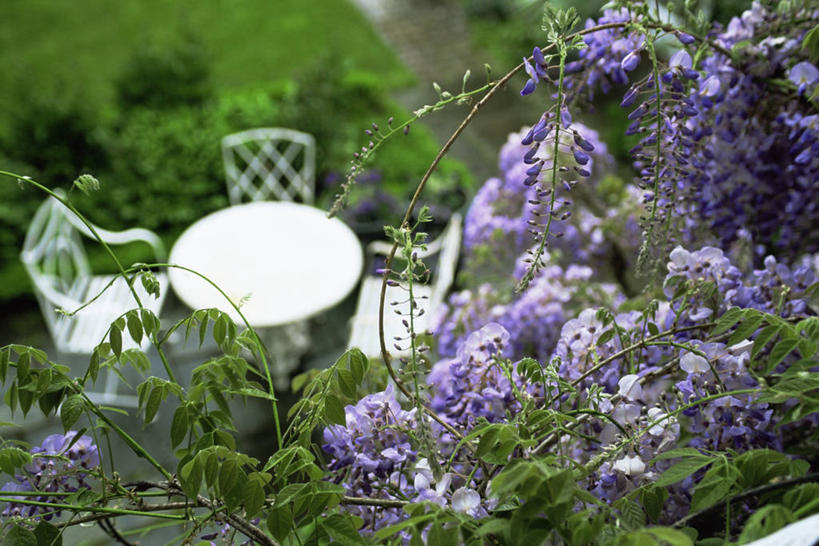 无人,横图,室外,白天,植物,叶子,庭院,院子,紫藤,地面,图像,花,自然,春天,藤蔓,季节,摄影,园林,主题,藤蔓植物,构图,彩图,时空,对焦