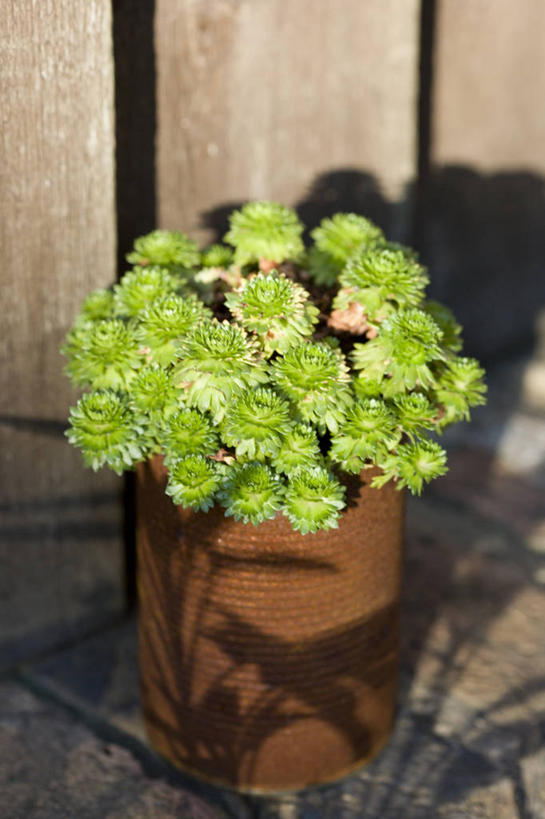 无人,竖图,室外,特写,白天,美景,植物,虎耳草,生锈,罐子,景观,草药,药草,图像,中药,绿色,自然,容器,概念,景色,摄影,腐蚀,侵蚀,焦点,自然风光,主题,药材,中草药,坚持,循环利用,环境保护,中药材,本草,构图,持续,腐化,锈迹斑斑,石荷叶,老虎草,金线吊芙蓉,金丝荷叶,彩图,时空