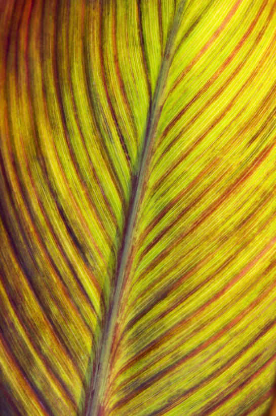 无人,竖图,室外,特写,白天,背景,美景,百合花,叶子,条纹,景观,图像,一个,黄色,自然,概念,景色,摄影,单个,灌木,气候,热带气候,自然风光,主题,肌理,美人蕉,兰蕉,大花美人蕉,红艳蕉,构图,式样,彩图,全画面,全框架,全帧,时空,全画幅