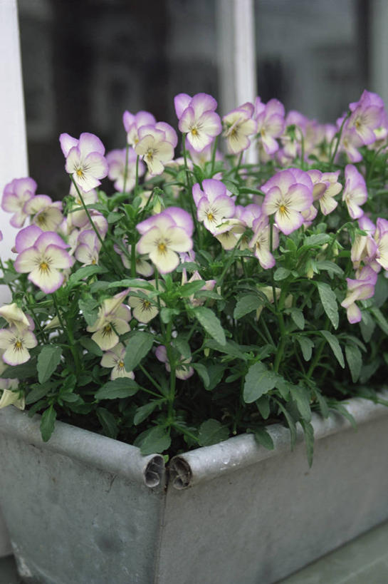 无人,竖图,室外,特写,白天,美景,紫罗兰,许多,景观,很多,图像,紫色,自然,概念,景色,摄影,焦点,自然风光,主题,三色紫罗兰,构图,彩图,时空