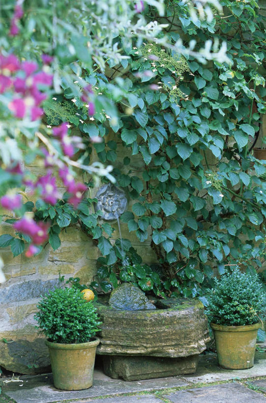 无人,竖图,室外,白天,植物,龙卷风,叶子,池塘,地面,图像,花,自然,藤蔓,摄影,园林,主题,藤蔓植物,构图,死水,彩图,时空,渗出