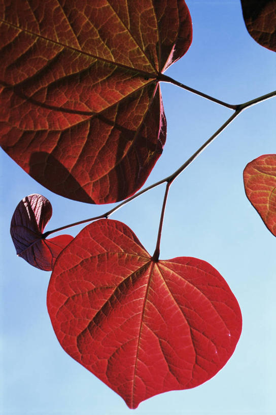 无人,竖图,室外,特写,白天,美景,叶子,景观,图像,红色,自然,概念,景色,季节,摄影,自然风光,主题,构图,秋天,彩图,紫荆树,时空