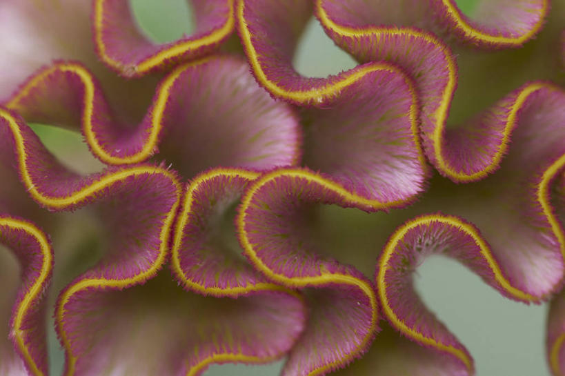 无人,横图,室外,特写,白天,背景,抽象,美景,植物,形状,景观,图像,花,粉色,自然,概念,景色,摄影,鸡冠花,自然风光,主题,漩涡形,肌理,构图,式样,彩图,全画面,全框架,全帧,时空,全画幅