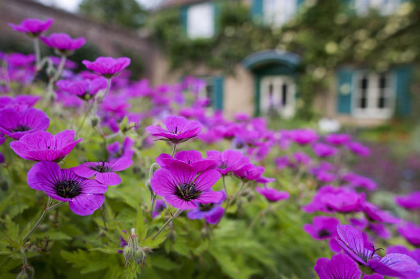 无人,家,横图,室外,特写,白天,热情,美景,别墅,许多,花坛,房屋,屋子,景观,公寓,地面,很多,图像,洋房,楼房,住宅,粉色,阳光,自然,太阳花,概念,景色,摄影,园林,天竺葵,住房,焦点,自然风光,主题,构图,牻牛儿苗,彩图,房子,时空