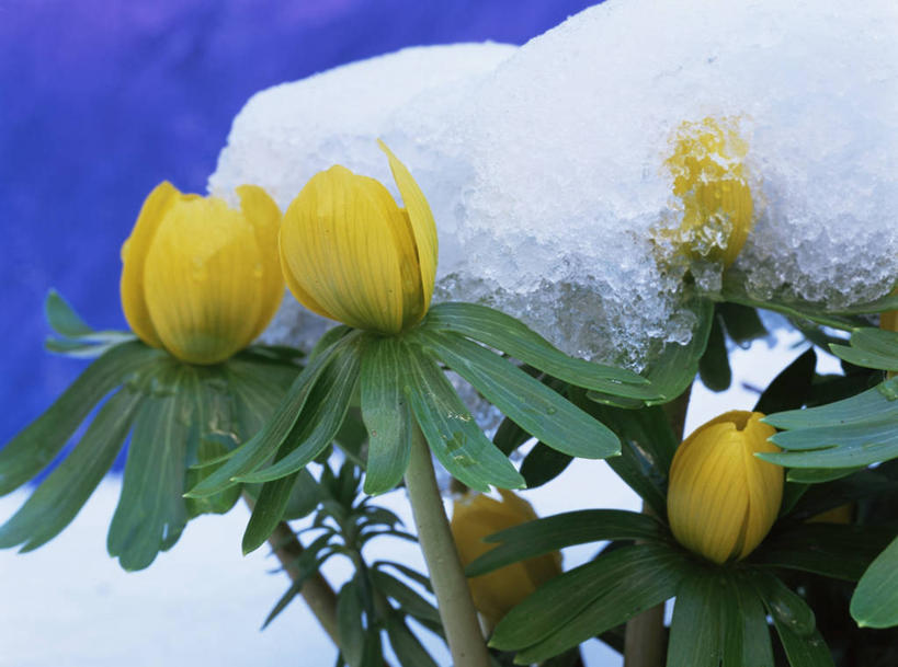 无人,横图,室外,特写,白天,美景,雪,植物,景观,花,黄色,自然,景色,摄影,自然风光,冬乌头,彩图