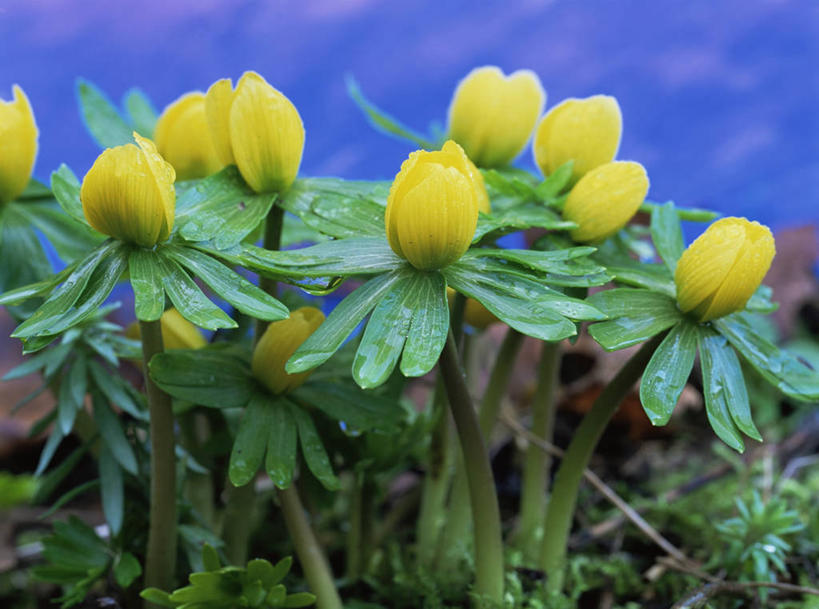 无人,横图,室外,特写,白天,美景,植物,景观,花,黄色,自然,景色,摄影,自然风光,冬乌头,彩图