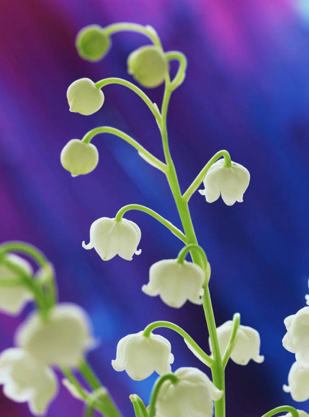 无人,竖图,室外,特写,白天,美景,植物,蓝色背景,景观,蓝色,白色,自然,香水,景色,摄影,铃兰,自然风光,纯净,彩图