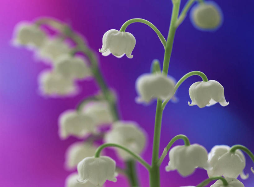 无人,横图,室外,特写,白天,美景,植物,景观,白色,自然,香水,景色,摄影,铃兰,自然风光,纯净,彩图