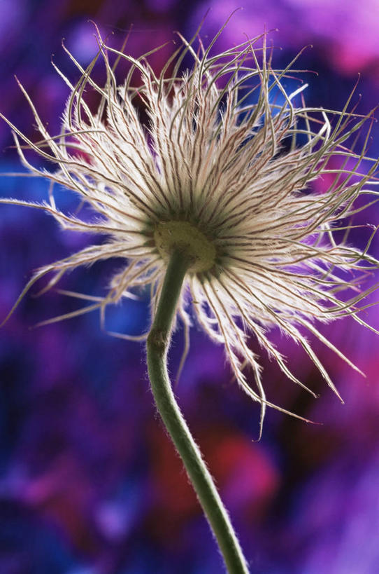 无人,竖图,室外,白天,美景,白头翁,盛开,景观,花蕾,花,花瓣,花朵,鲜花,一朵,紫色,自然,花苞,花蕊,景色,摄影,自然风光,逆光,彩图