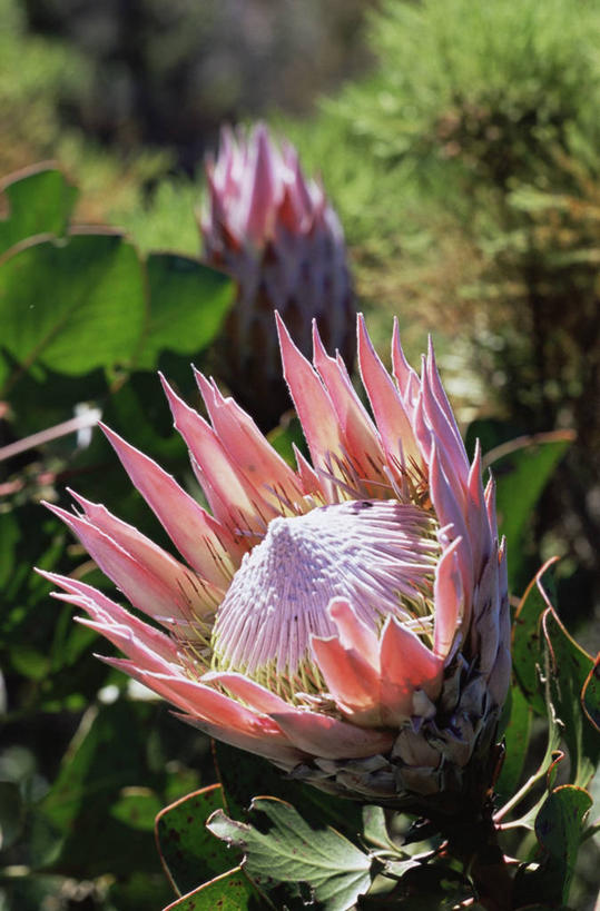 无人,竖图,室外,特写,白天,美景,景观,花,粉色,自然,景色,摄影,热带气候,自然风光,普罗梯亚木,彩图