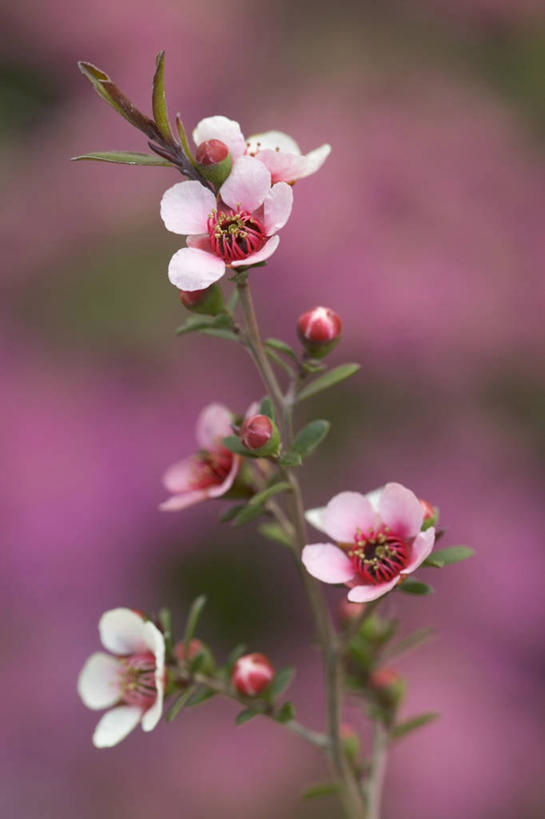 无人,竖图,室外,特写,白天,美景,植物,粉色背景,景观,花,粉色,自然,景色,摄影,自然风光,茶树油,彩图