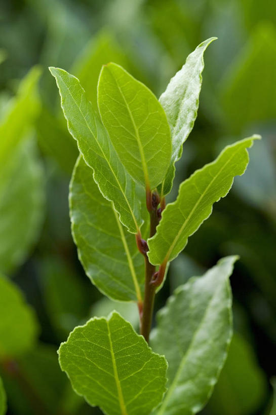 无人,竖图,室外,特写,白天,美景,植物,景观,饮食,绿色,自然,景色,摄影,部分,草本,清新,自然风光,月桂叶,香叶,健康食物,天竺桂,香桂叶,桂叶,月桂,彩图