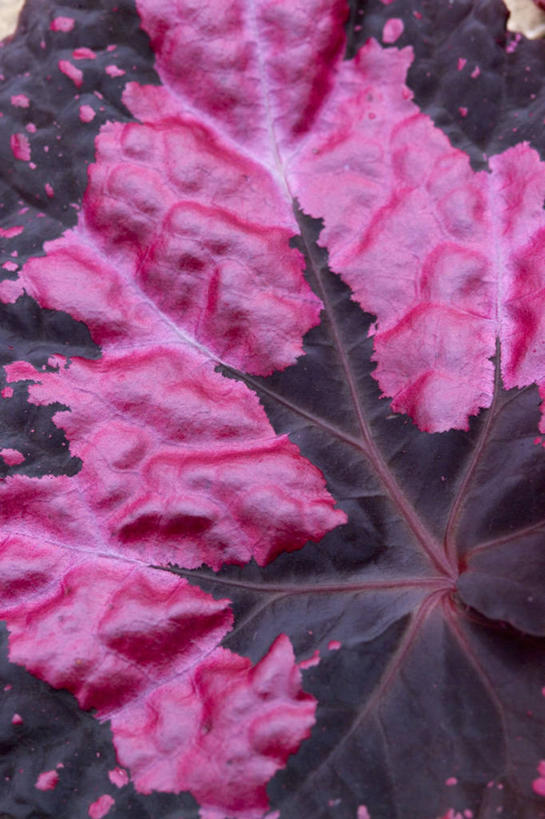 无人,竖图,室外,特写,白天,抽象,美景,植物,叶子,景观,粉色,自然,景色,摄影,秋海棠,自然风光,式样,彩图,全画面,全框架,全帧,全画幅