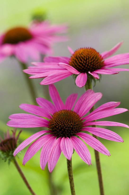 无人,竖图,室外,特写,白天,美景,植物,景观,粉色,自然,景色,摄影,金花菊,草本,自然风光,彩图