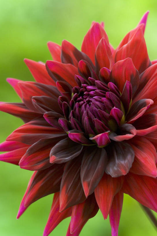 无人,竖图,室外,特写,白天,感激,美景,植物,新鲜,盛开,景观,大丽花,花蕾,花,花瓣,花朵,鲜花,一朵,红色,自然,花苞,花蕊,菊花,景色,摄影,大理花,天竺牡丹,自然风光,大丽菊,吉利,新意,富丽,大方,新颖,彩图,背叛,地瓜花,东洋菊