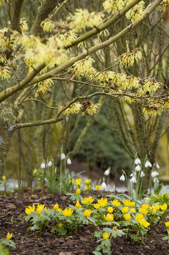 无人,竖图,室外,白天,美景,植物,景观,自然,景色,摄影,自然风光,雪花莲,冬乌头,彩图,北美金缕梅