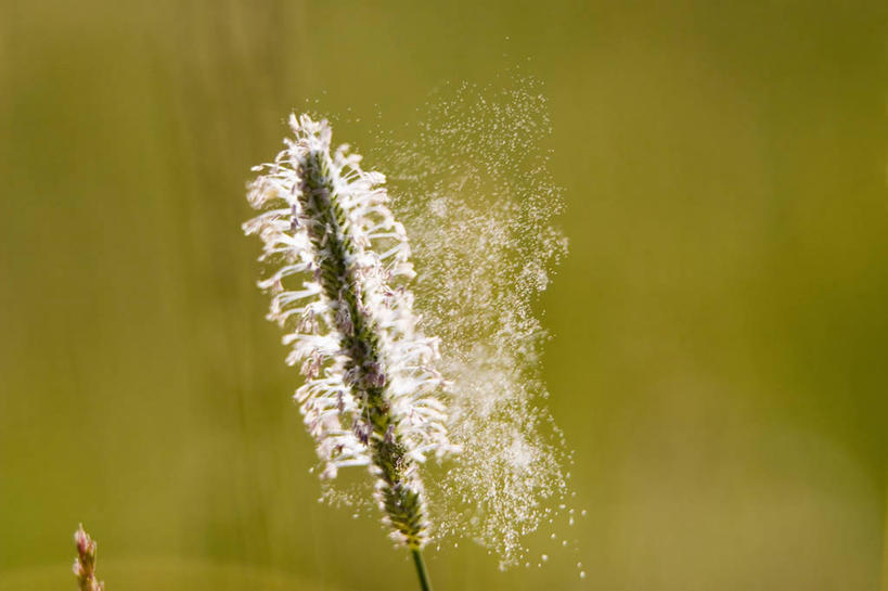 无人,横图,室外,特写,白天,运动模糊,美景,植物,景观,一个,自然,景色,摄影,单个,灰尘,自然风光,花粉,过敏,枯草热,彩图