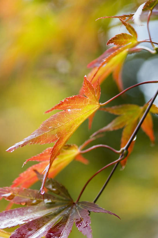 无人,竖图,室外,特写,白天,美景,植物,叶子,景观,自然,橙色,景色,摄影,自然风光,秋天,鸡爪枫,彩图