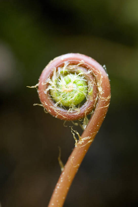 无人,竖图,室外,特写,白天,美景,景观,自然,景色,摄影,蕨类,显现,自然风光,发展,螺线,复叶,开端,彩图