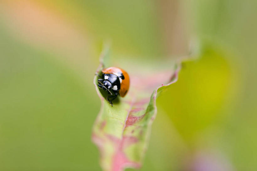 无人,横图,室外,特写,白天,美景,野生动物,瓢虫,昆虫,天牛,斑点,景观,自然,动物,景色,摄影,自然风光,甲虫,彩图