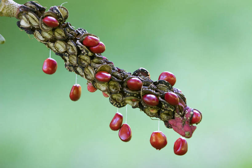 无人,横图,室外,特写,白天,美景,景观,种子,红色,自然,景色,摄影,自然风光,释放,彩图