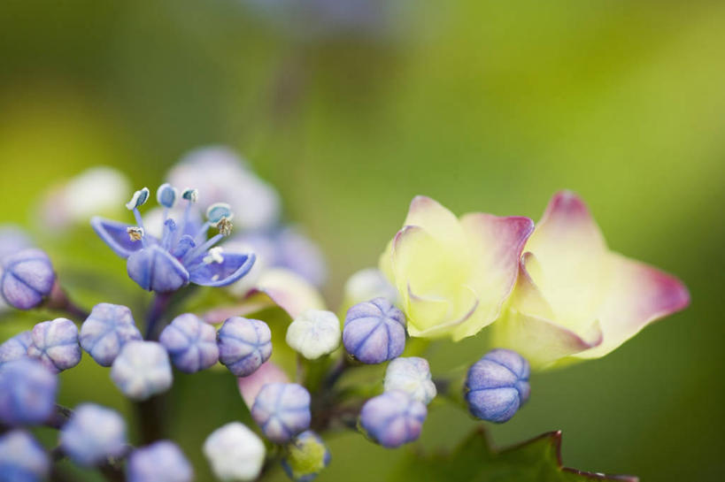 无人,横图,室外,特写,白天,骄傲,美景,植物,八仙花,景观,花瓣,蓝色,自然,绣球花,景色,摄影,紫阳花,洋绣球,自然风光,草绣球,斗球,七变化,粉团花,善变,彩图