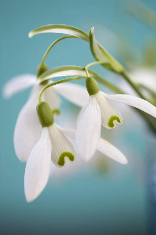 无人,竖图,室外,特写,白天,美景,静物,蓝色背景,景观,冬天,白色,自然,景色,摄影,脆弱,自然风光,雪花莲,彩图