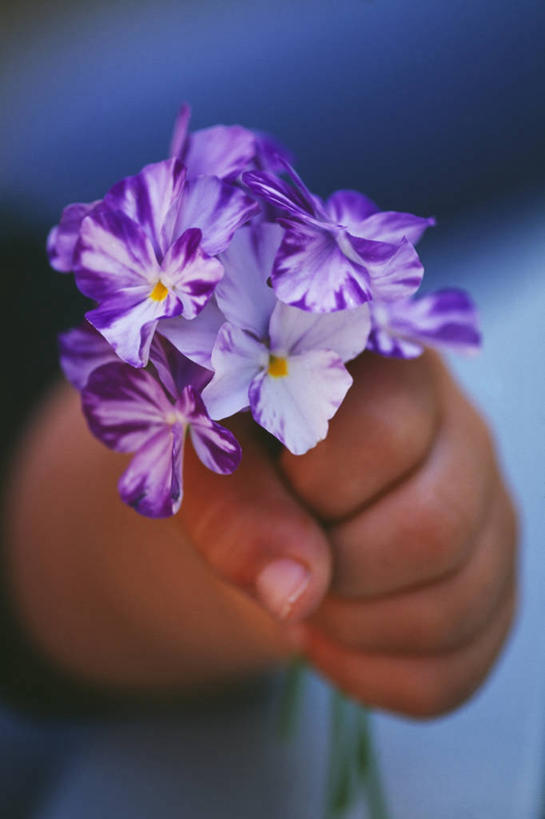 儿童,手,无人,竖图,室外,特写,白天,美景,礼物,景观,自然,花束,香水,景色,人体,摄影,清新,自然风光,彩图,给予