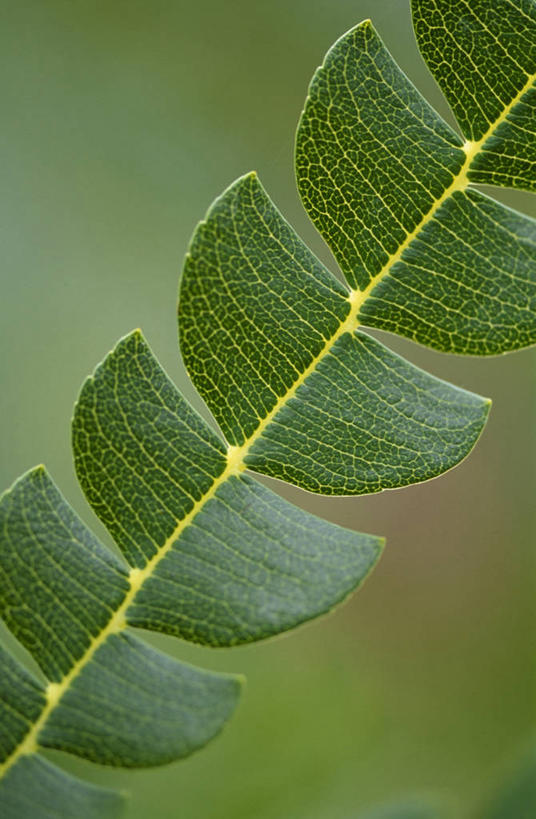 无人,竖图,室外,特写,白天,美景,叶子,景观,自然,景色,摄影,清新,自然风光,彩图
