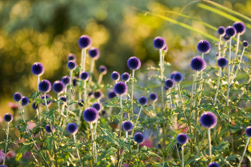 无人,横图,室外,白天,美景,景观,紫色,自然,球体,蓟,景色,摄影,清新,自然风光,柔焦,彩图